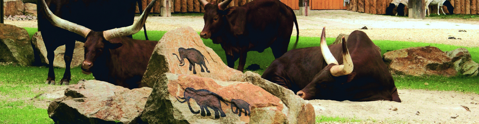 Watussi-Rinder auf der Afrika-Anlage im Straubinger Tiergarten