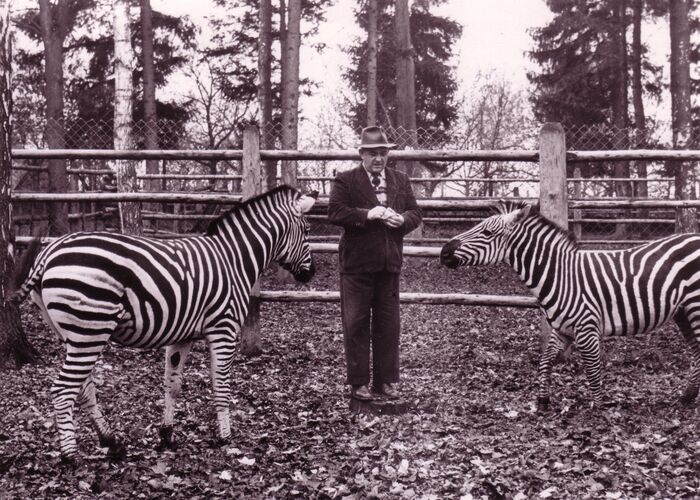 Direktor Johannes  Lange mit Zebras, um 1950 (Stadtarchiv Straubing Allgemeine Fotosammlung 116-101/4/1/1/1)