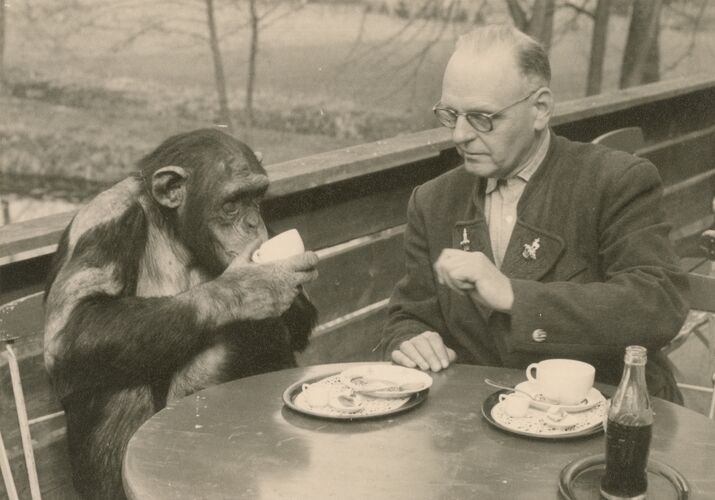 Direktor Hans Schäfer mit dem bekannten Schimpansen Jimmy beim Kaffeetrinken im Mooshäusl, um 1959 (Stadtarchiv Straubing Allgemeine Fotosammlung 116-101/2/641)