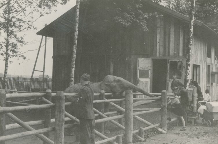 Elefant, vom Nürnberger Zoo nach Straubing evakuiert, 1943 (Privatbesitz)